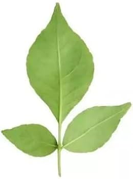 Bil Patra Leaves, 1 pack