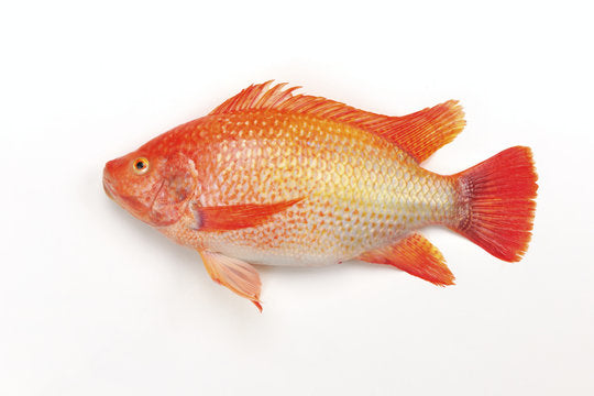 Tilapia Fish, 1 lb