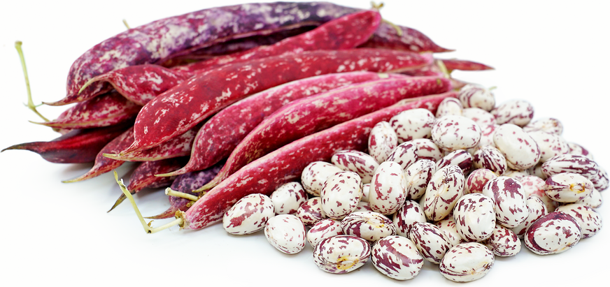 Craneberry Beans, 1 lb