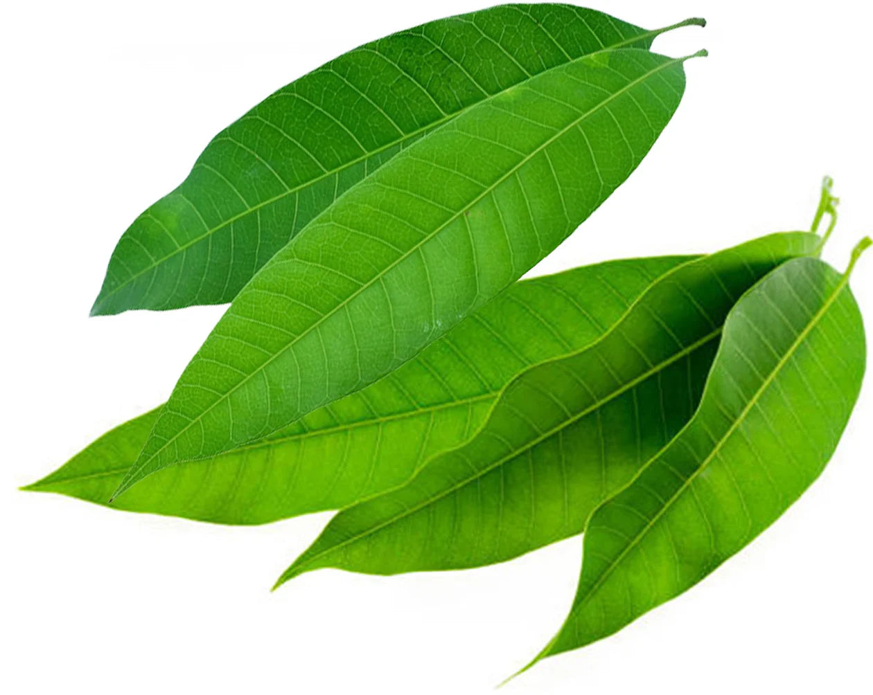 Mango Leaves, 5 leaves
