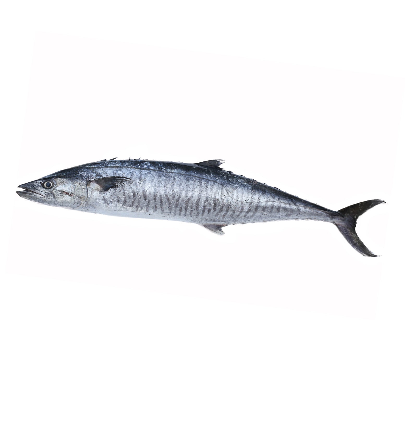 Mackerel Fish, 1 lb