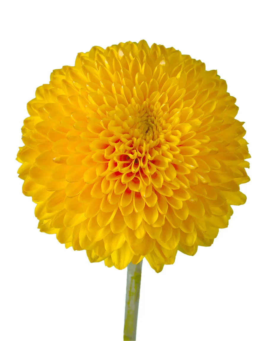 Indian Yellow Mums (Chamanthi) Flowers, 50 g