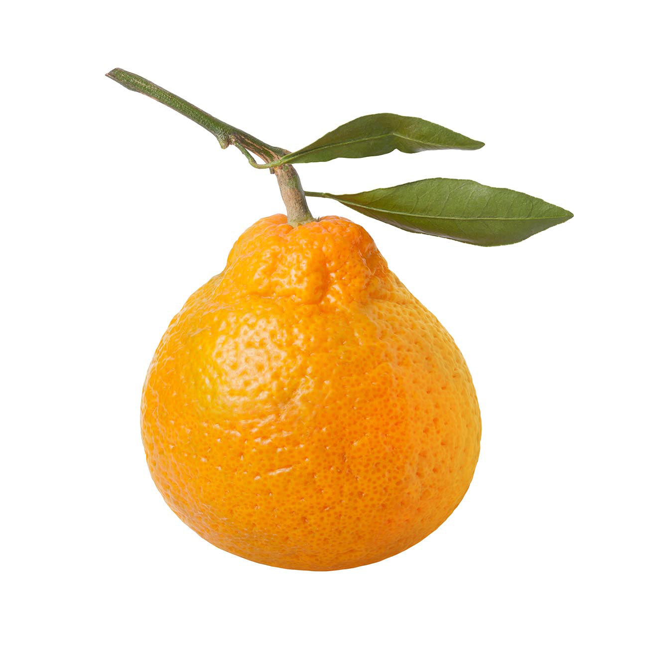Tangerine, 1 lb