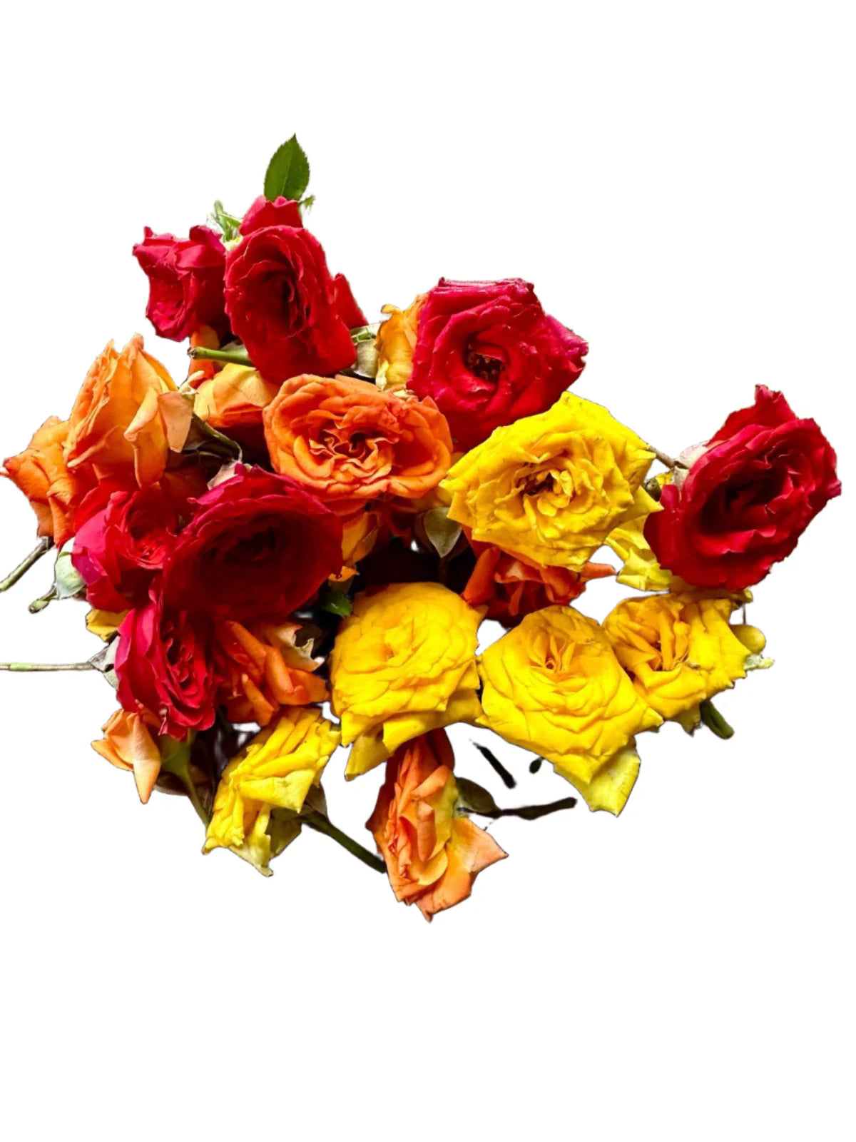 Button Rose Flowers Mixed, 50 g (Red, Orange & Yellow)