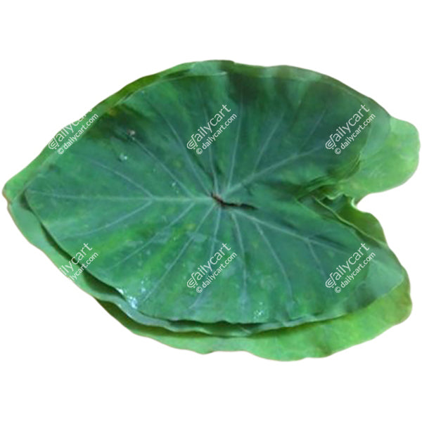 Desi Patra Leaf, 1 each