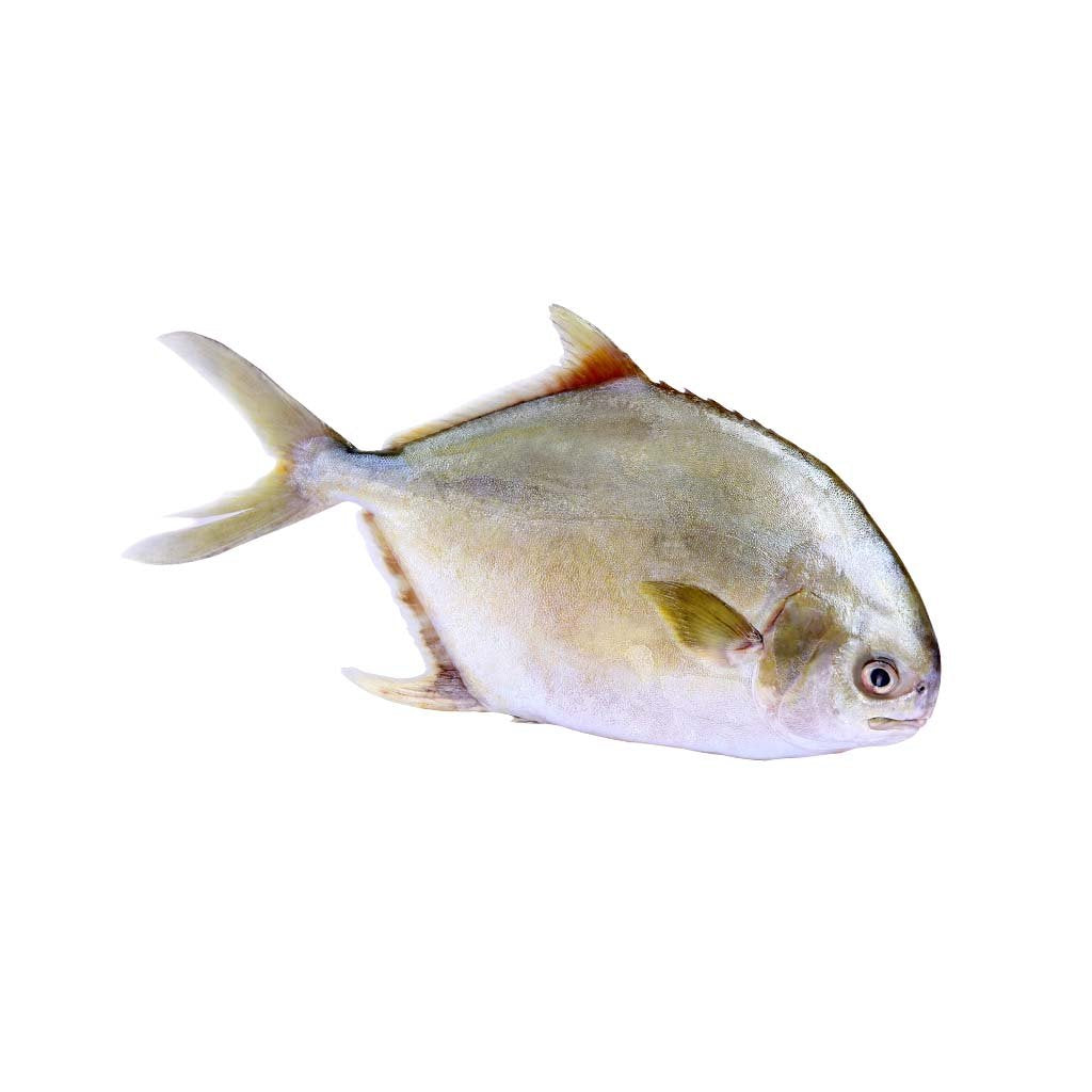 Pomfret Fish, 1 lb