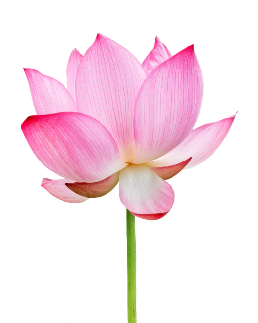 Lotus Flower, 1 Piece