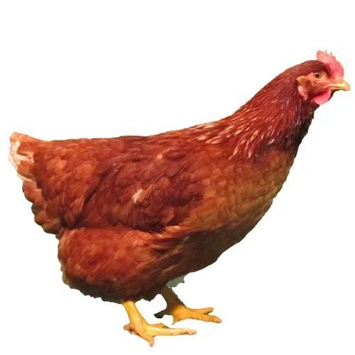 Country Chicken Whole Cut, (Farm Fresh), 2lb