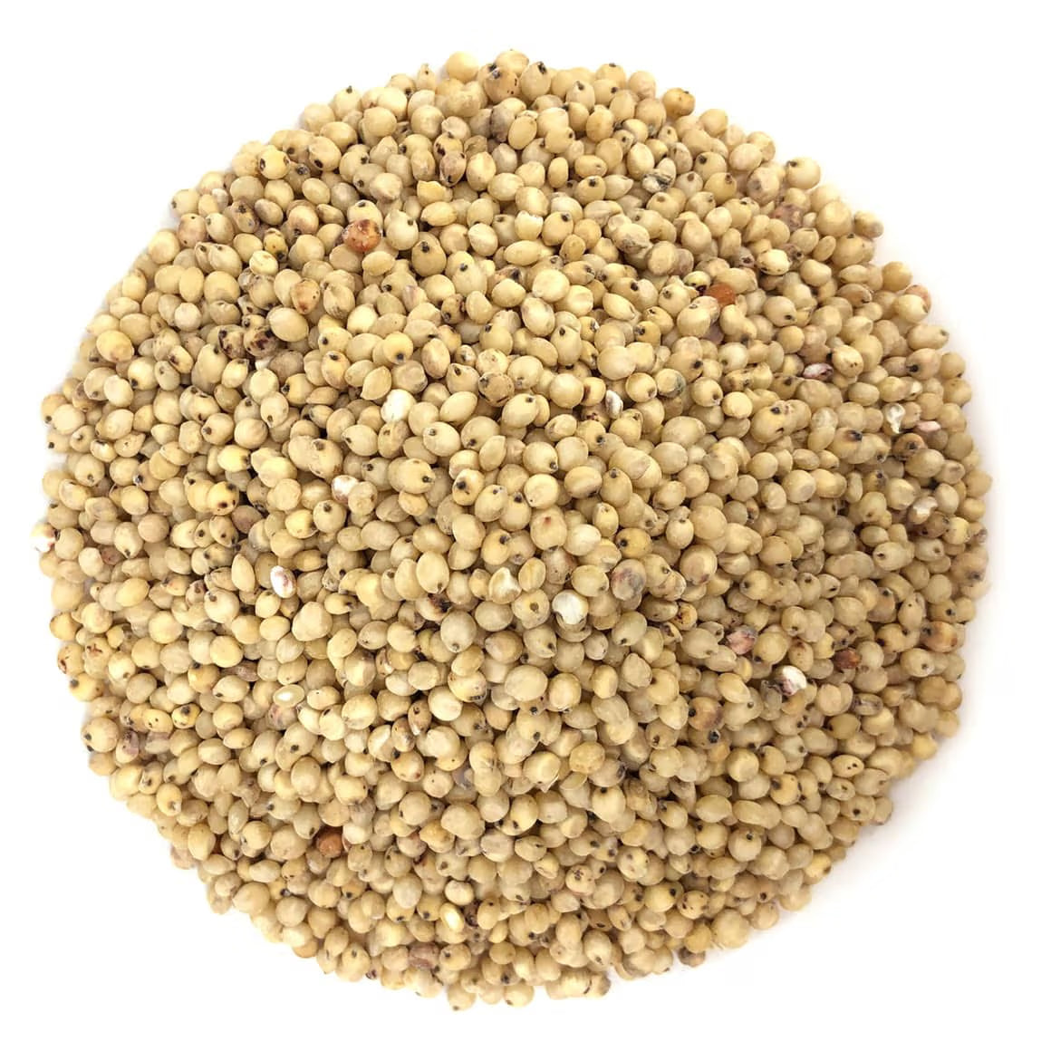 Avani Grains Sorghum Millets, 2 lb