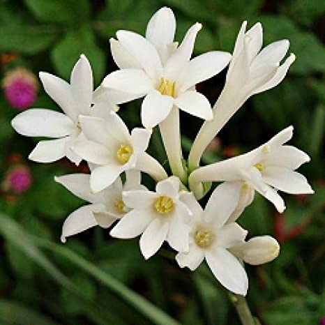 Lilly Flowers, 50 g